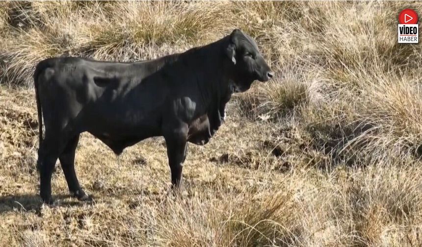 Firari Angusu Drone İle Görüntüledi