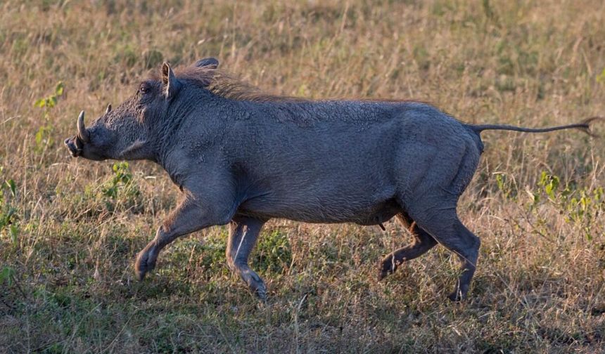 Kemah’ta Domuz Saldırısı; 1 Kişi Hayatını Kaybetti