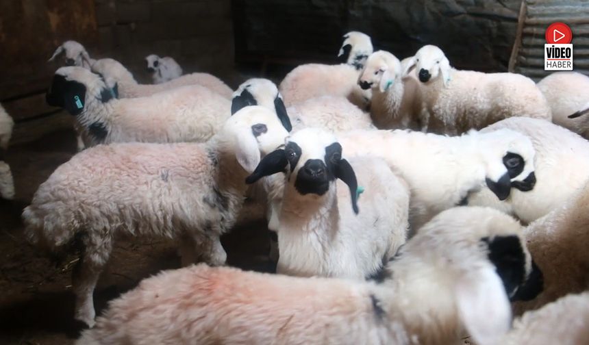 Erzincan’da Yılın Son Kuzuları Üreticilerin Yüzünü Güldürdü