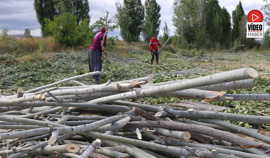 Kömür Pahalı, Odun Umut: Erzincan Kırsalında Kış Mesaisi
