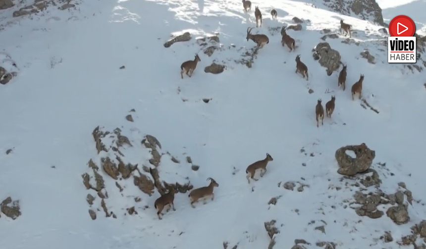 Dağ Keçileri Karlı Arazide Yiyecek Ararken Görüntülendi