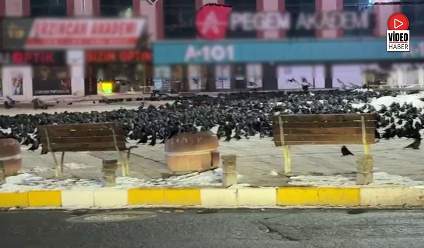 Dörtyol’da Karga İstilası