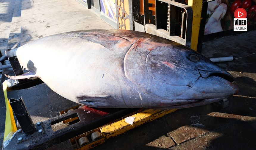 Dev Orkinos Erzincan’da Vatandaşların İlgi Odağı Oldu