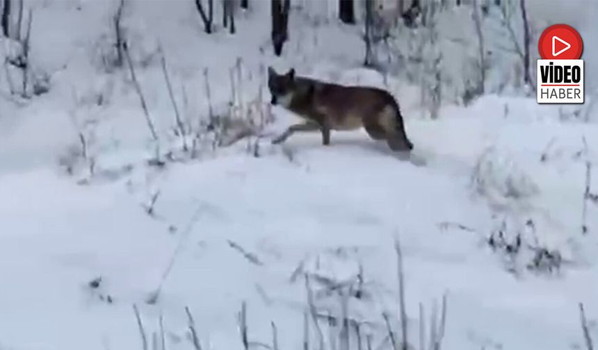 Erzincan Üzümlü’de Kurt Tedirginliği Artıyor