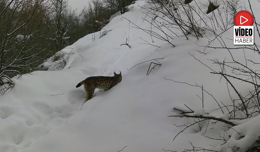 Erzincan'da Vaşaktan Kurda Yaban Hayatı Kayıt Altında