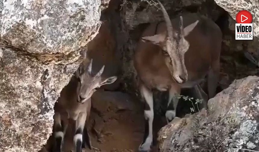 Erzincan'da Dağ Keçileri Drone Kamerasına Yansıdı