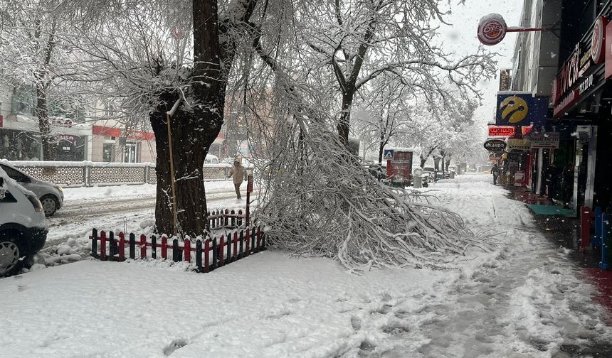 Kar Yağışına Dayanamayan Ağaçlar Kırıldı