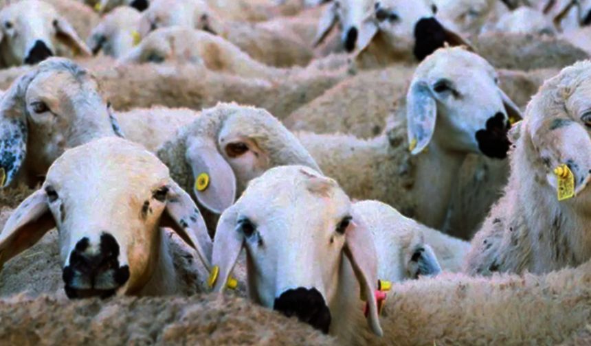 Kırsalda 150 Bin Küçükbaş Üreticiyle Buluşacak