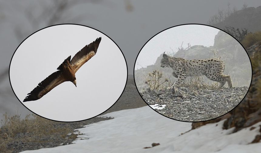 Kemaliye'de Vaşak ve Kızıl Akbaba Doğal Yaşam Alanlarında Görüntülendi