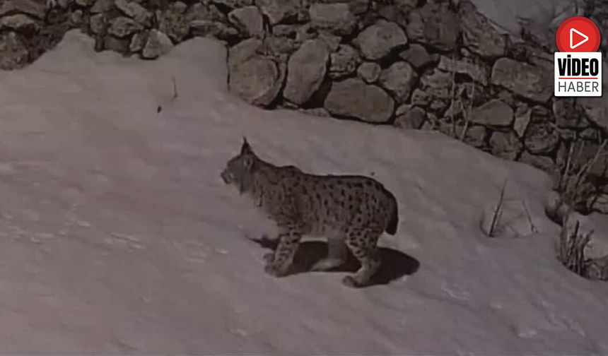 Köy Yerleşim Alanında Yiyecek Arayan Vaşak Güvenlik Kamerasına Yansıdı