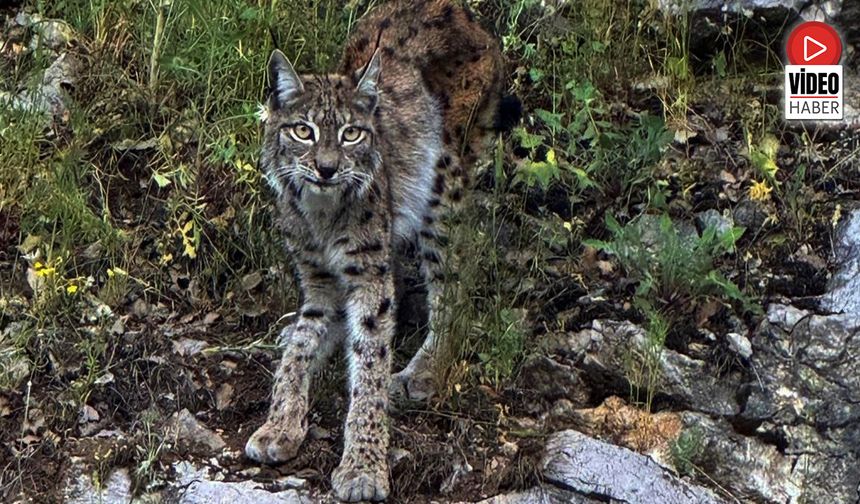'Ormanın hayaleti' Vaşak Kemaliye'de Görüntülendi