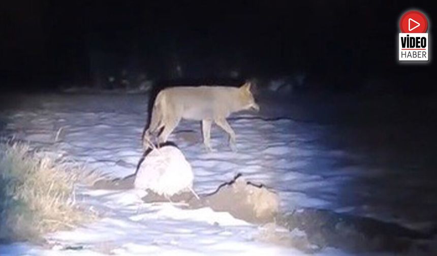 Erzincan'da Aç Kalan Kurtlar Köye İndi