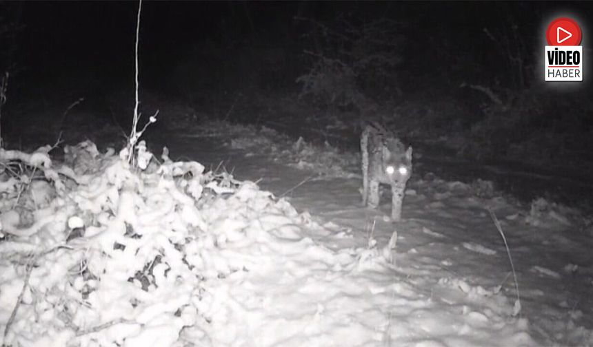 Erzincan'da Yaban Hayatı Fotokapanla Görüntüleniyor