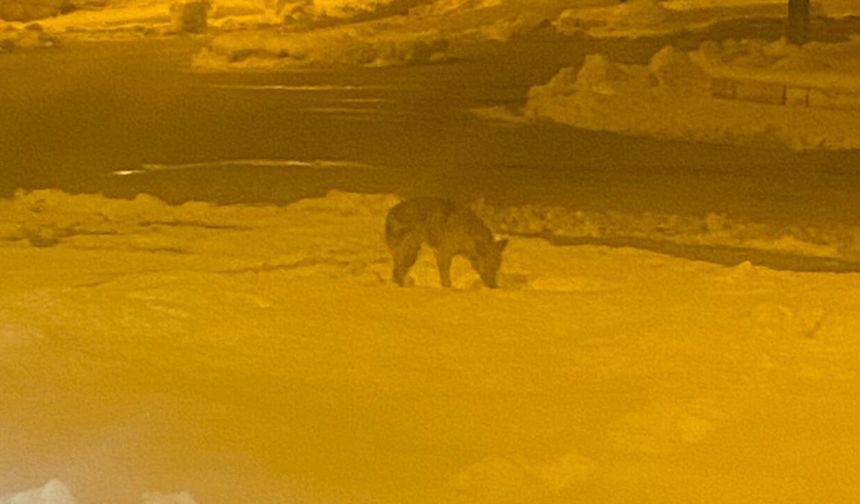 Aç Kalan Kurt Şehre İndi