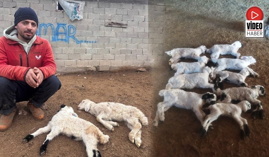 Erzincan'da Kuzu Telefleriyle İlgili Numuneler Laboratuvara Gönderildi