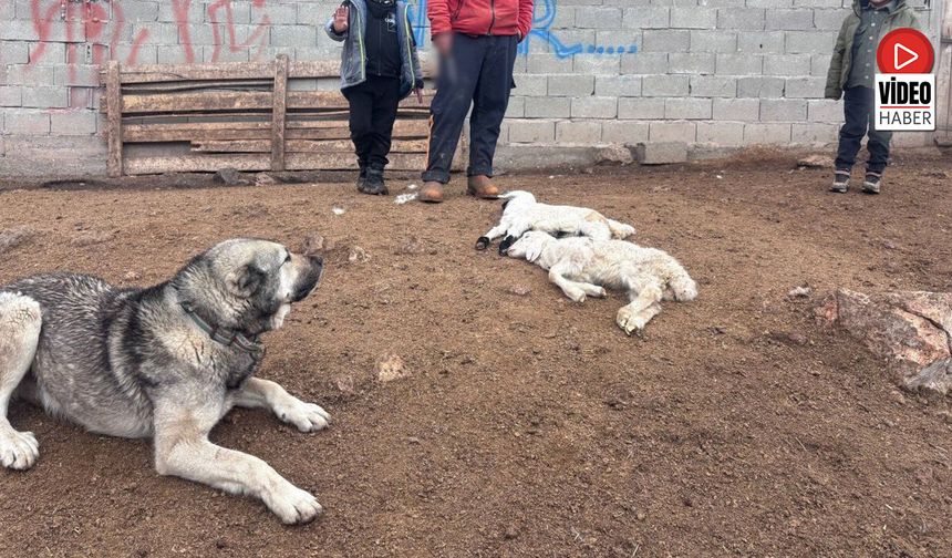 Kuzular Belirti Göstermeden Bir Anda Telef Oluyor