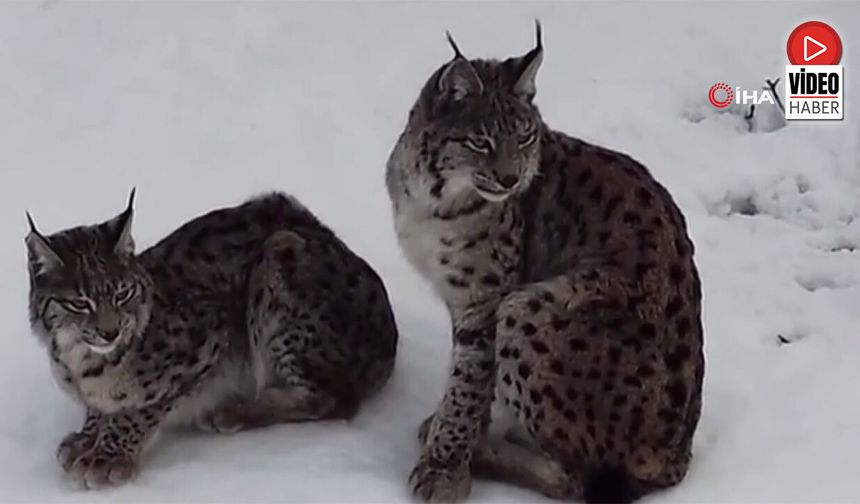 Karlı Arazide “Ormanın Hayaleti” Görüntülendi