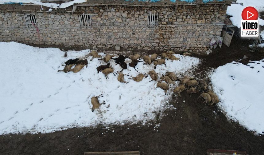 Erzincan’da Üreticinin 80 Koyunu Telef Oldu
