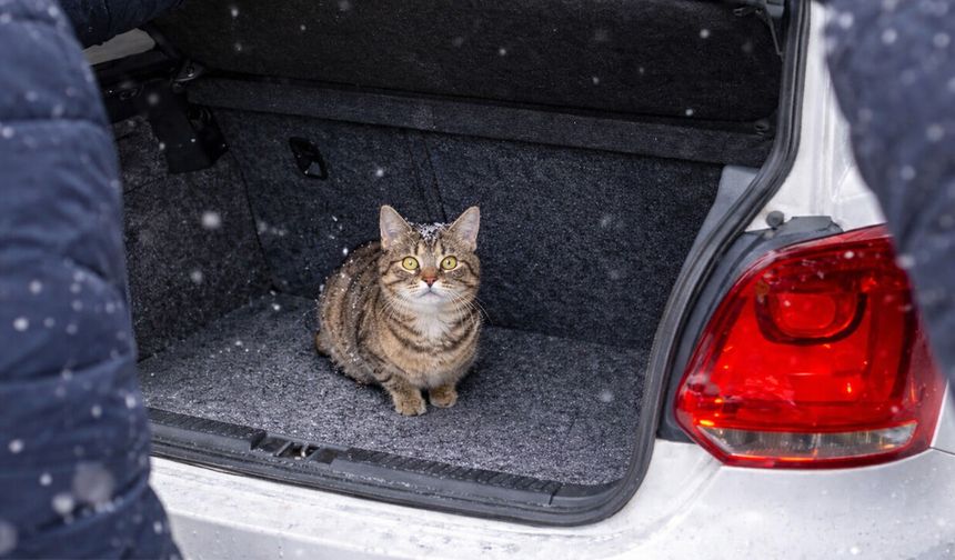Erzincan’da Soğuktan Bagaja Giren Kedi Kurtarıldı