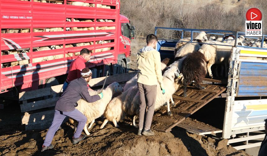 Erzincan'da Besiciler 8 Aylık Göçe Başladı