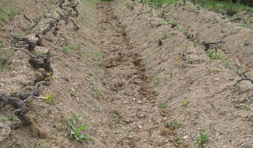 Bağlarda Yüksek Verim İçin Toprak ve Gübreleme Uyarısı