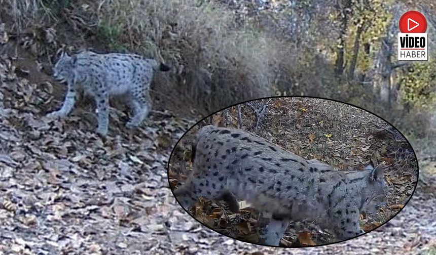 'Ormanın Hayaleti' Vaşak Güvenlik Kamerasına Yansıdı