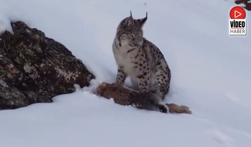 Baştosun Köyünde Vaşak ile Tavşan Objektiflere Yansıdı