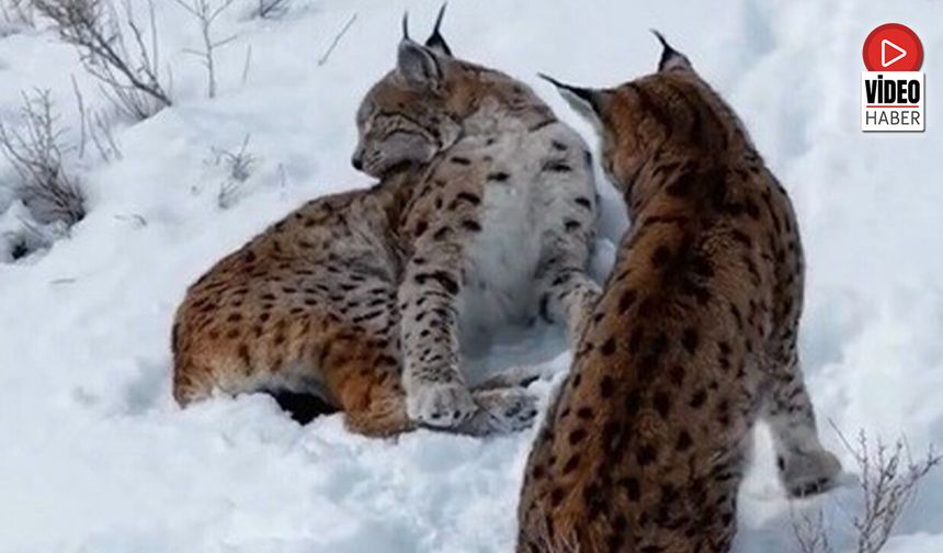 Erzincan'da İki Vaşak Görüntülendi