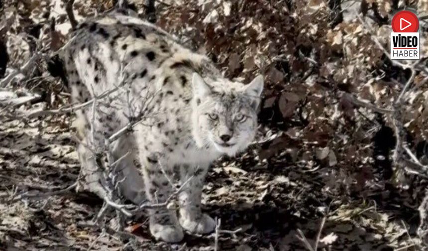 Köyün İçerisine Giren Vaşak Görüntülendi