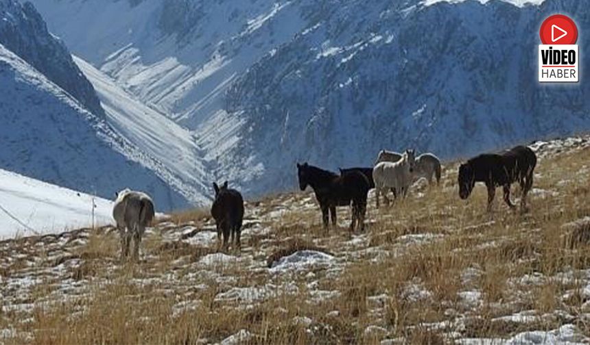 Munzur Dağları’nda Doğanın En Özgür Hali: Yılkı Atları