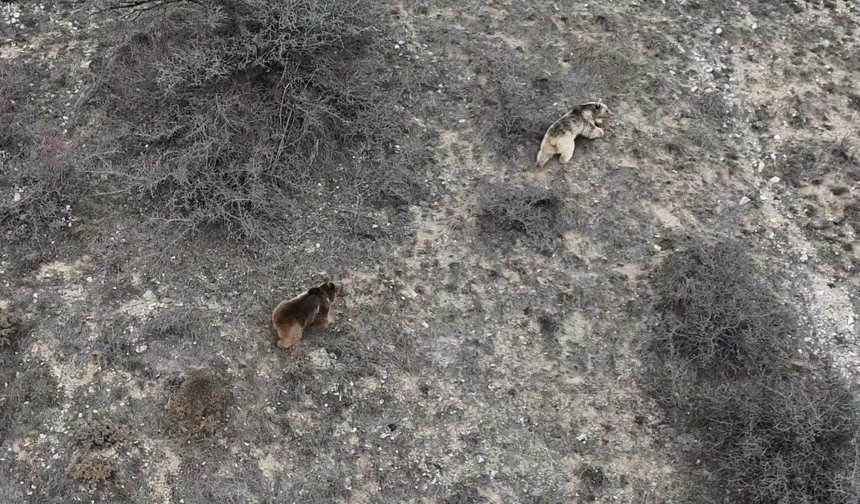 Erzincan'da kış uykusundan uyanan ayılar havadan görüntülendi