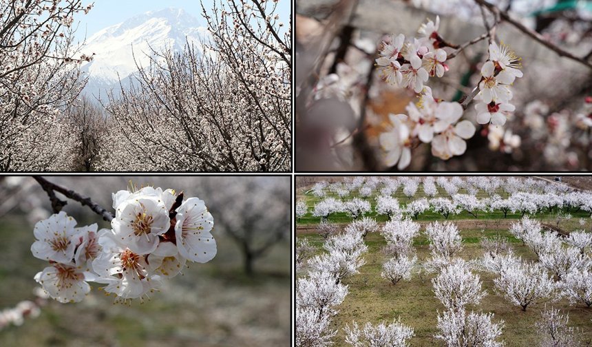 Çiçek Açan Ağaçların Görselliği Mest Etti