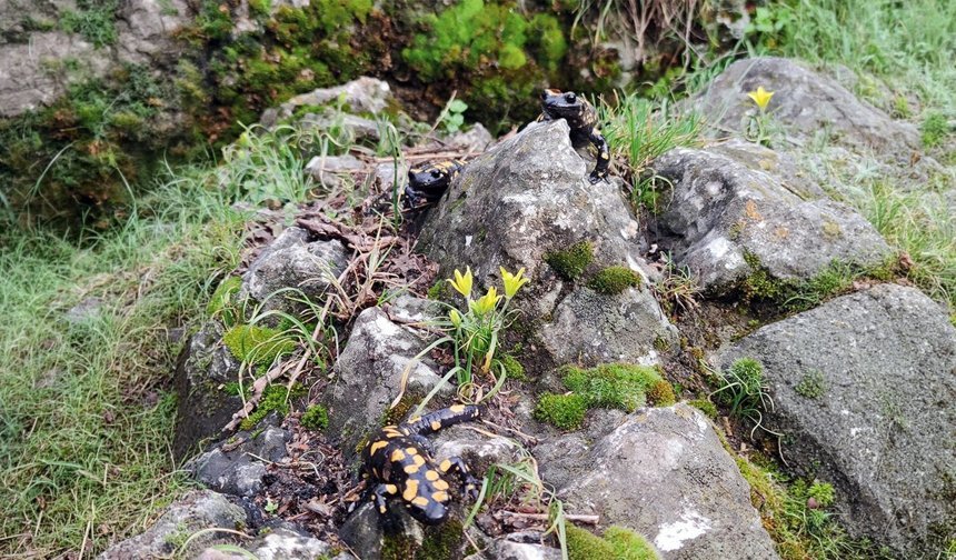 Baharla Birlikte Erzincan’da Doğanın Uyanışı