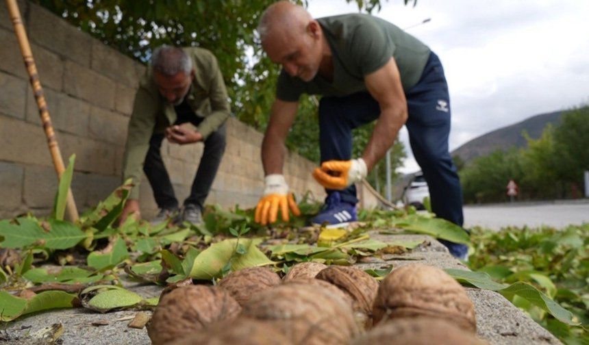 Ceviz Üreticilerine Antraknoz Uyarısı