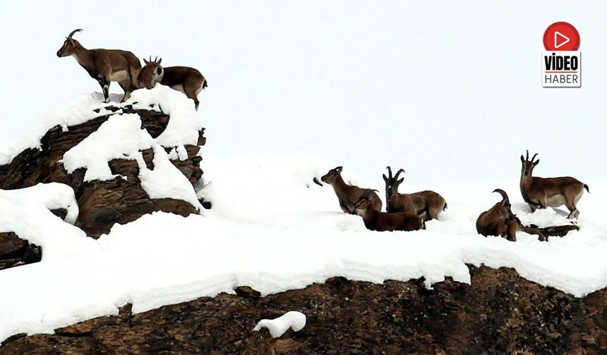 Zirvelerin Asil Sakinleri Erzincan’da Görüntülendi