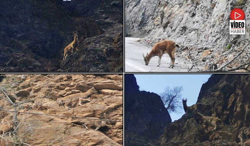 Dağ Keçisi Ailesi Yolcuların Kadrajına Girdi