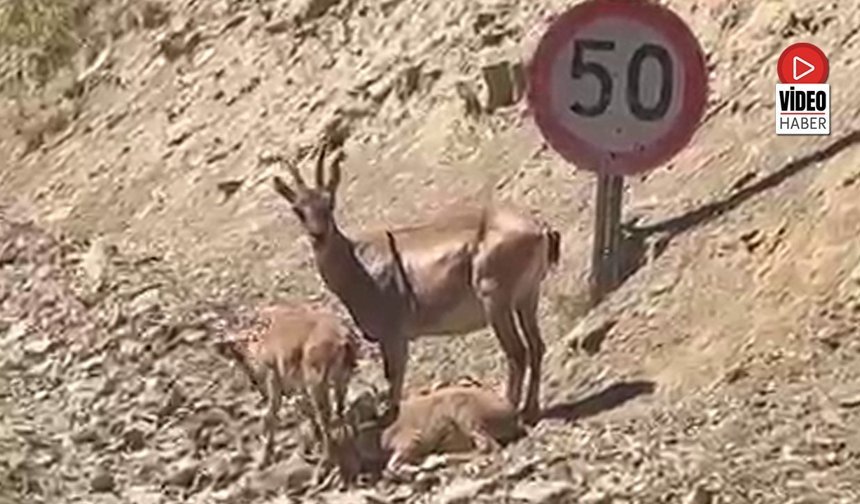 Dağ Keçileriyle Samimi Anlar Kamerada