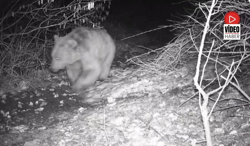 Foto kapana Yansıyan Yaban Hayatında Bahar Hareketliliği