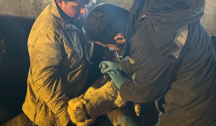 Çayırlı'da Büyükbaş Hayvanlara Aşılama Yapılıyor