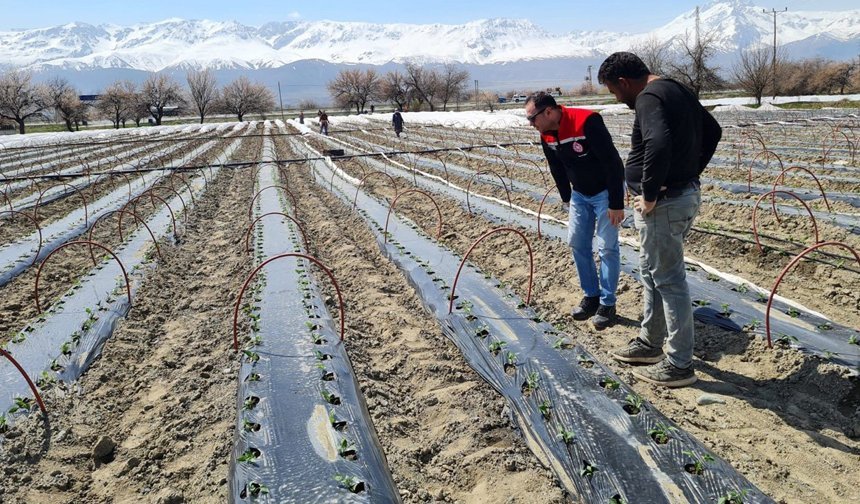 Üzümlü’de Erkenci Üretim Hamlesi