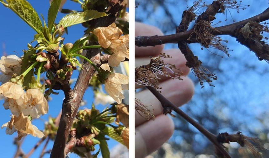Erzincan'da Soğuk Şok: Kayısı Çiçekleri Karardı