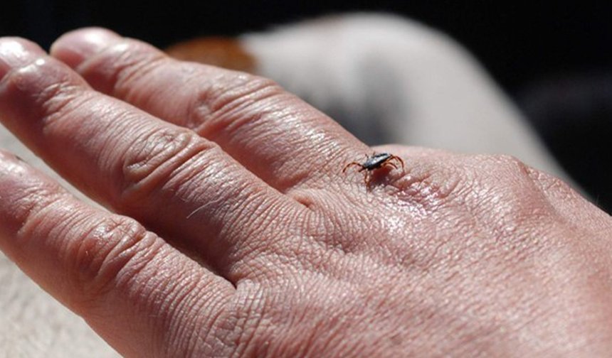 Erzincan'da Bahar Aylarıyla Birlikte Kene Uyarısı