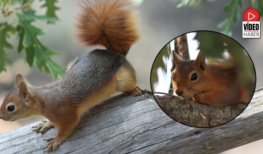 Kızıl Sincap Piknikçilerin Neşesi Oldu