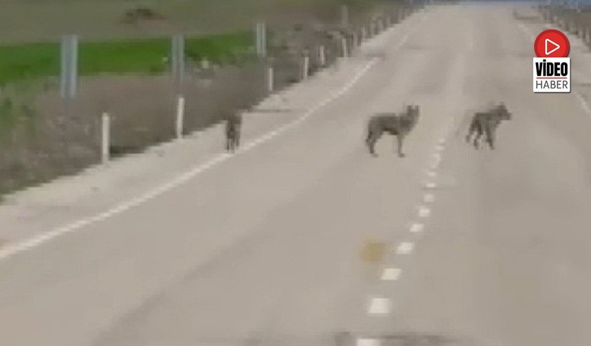 Kemah'ta Kurt Sürüsü Cep Telefonu Kamerasına Yansıdı