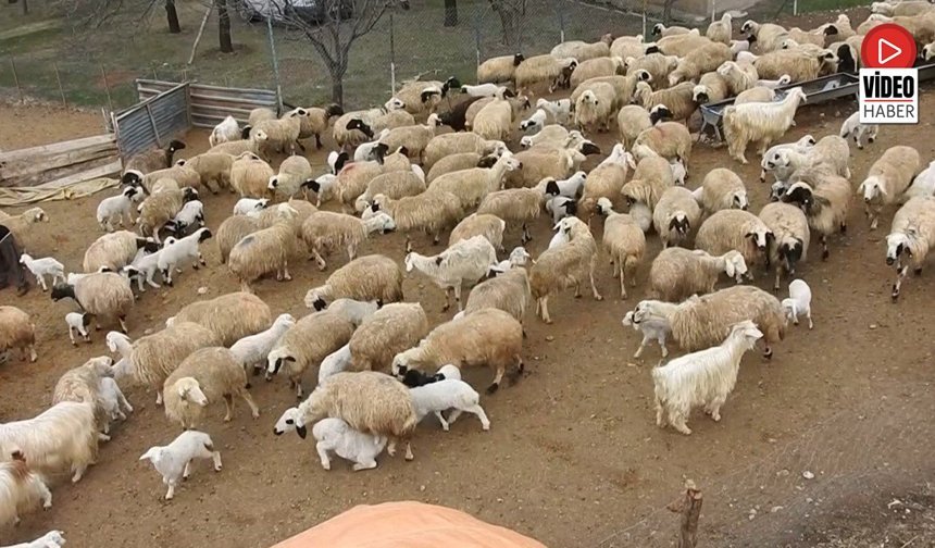 Erzincan Yaylalarında Sevimli Telaş