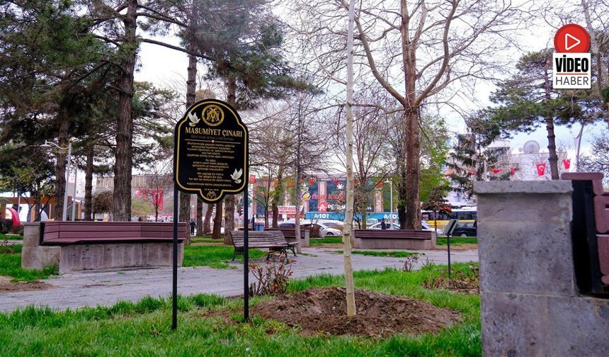 Masumiyet Çınarları, Kaybedilen Canların Hatırasını Yaşatacak
