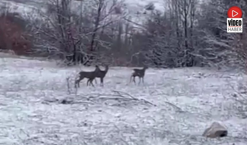 Refahiye’de Nadir Kızıl Geyik Görüntüsü