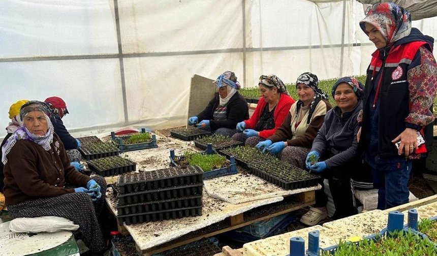 Erzincan'da Seralarda Fide Denetimi Sürüyor