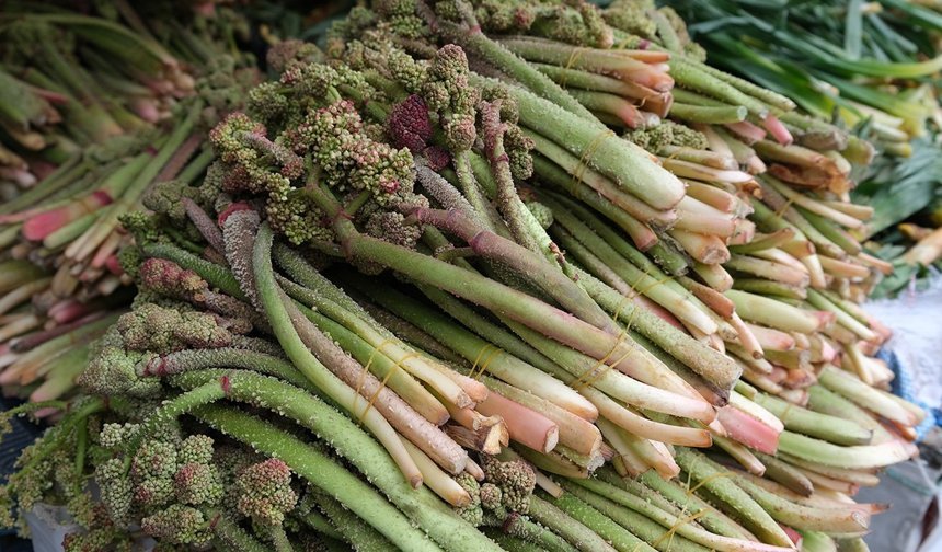 Doğu’nun “Yayla Muzu” Işkın Erzincan’da Görücüde