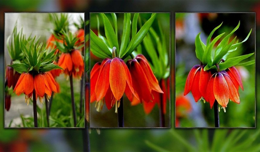 Kemaliye Dağlarında Ters Laleler Açtı